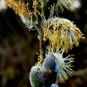 Graines et bourgeons sur une branche - Belgique  - collection de photos clin d'oeil, catégorie plantes